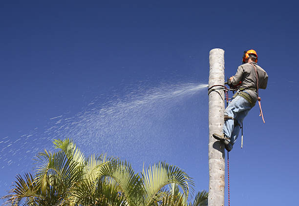 Best Tree Trimming and Pruning  in Bellville, OH