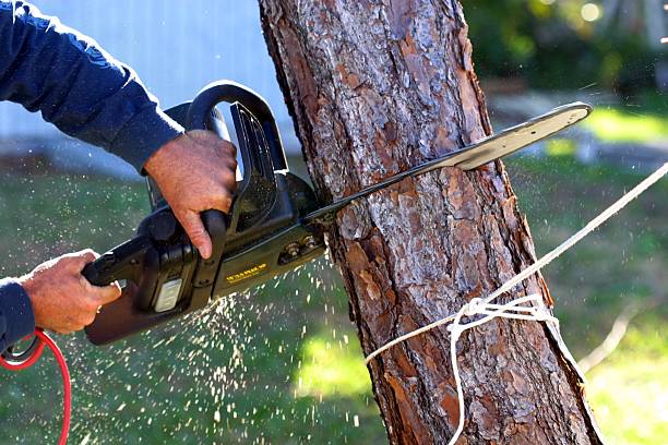Tree and Shrub Care in Bellville, OH