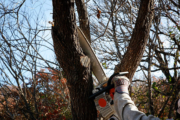Best Tree Cabling and Bracing  in Bellville, OH